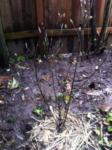 Osso berry buds (one of first natives to bloom in spring)