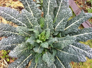 Healthy kale